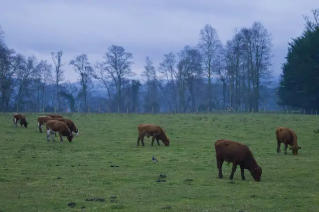 Vacas pastando en una pradera verde del sur en un día nublado